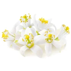 Extrait de fleur d'oranger - 50 ml