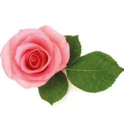 Extrait de rose - 50 ml